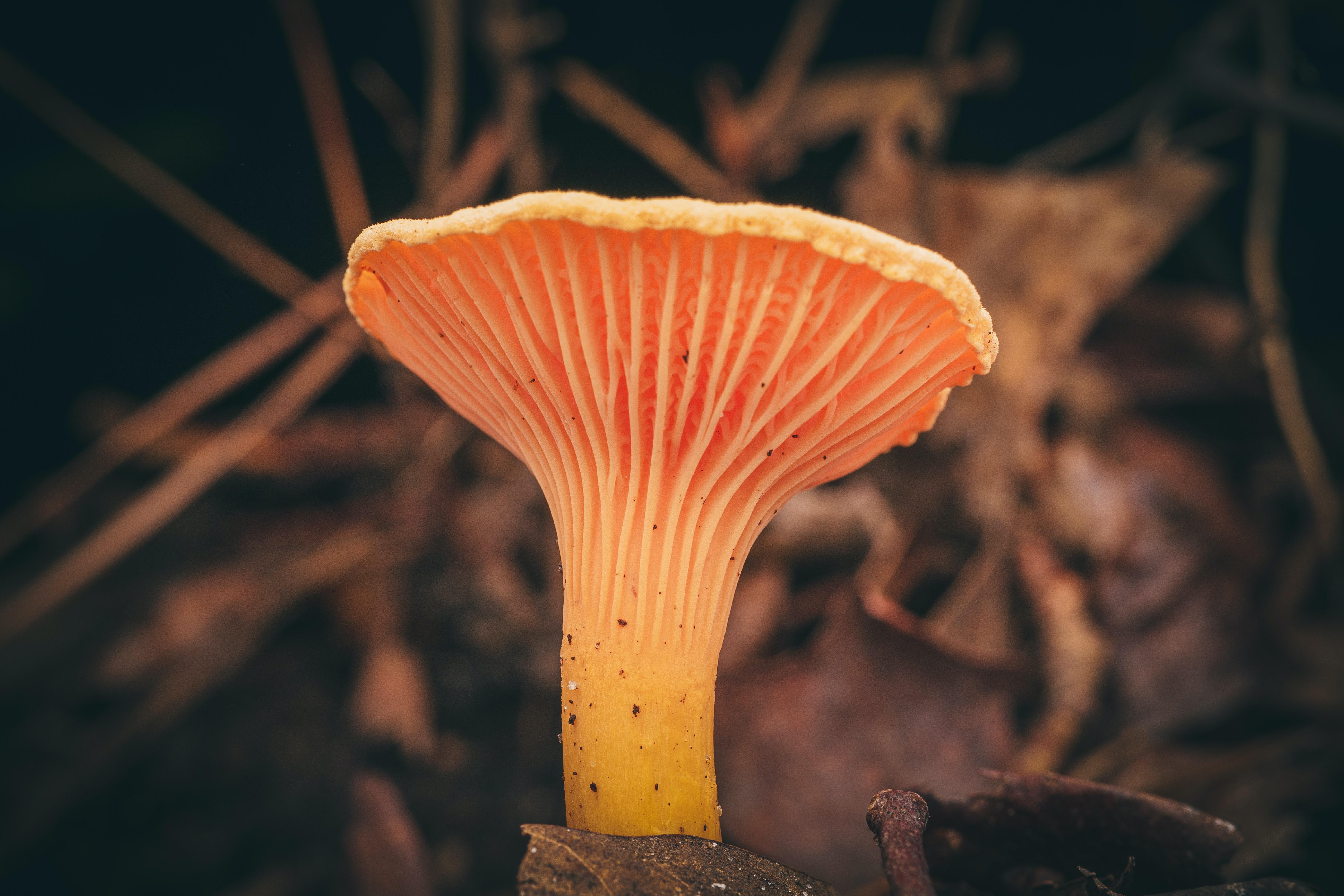 ¿El futuro de la construcción? Los materiales biodegradables