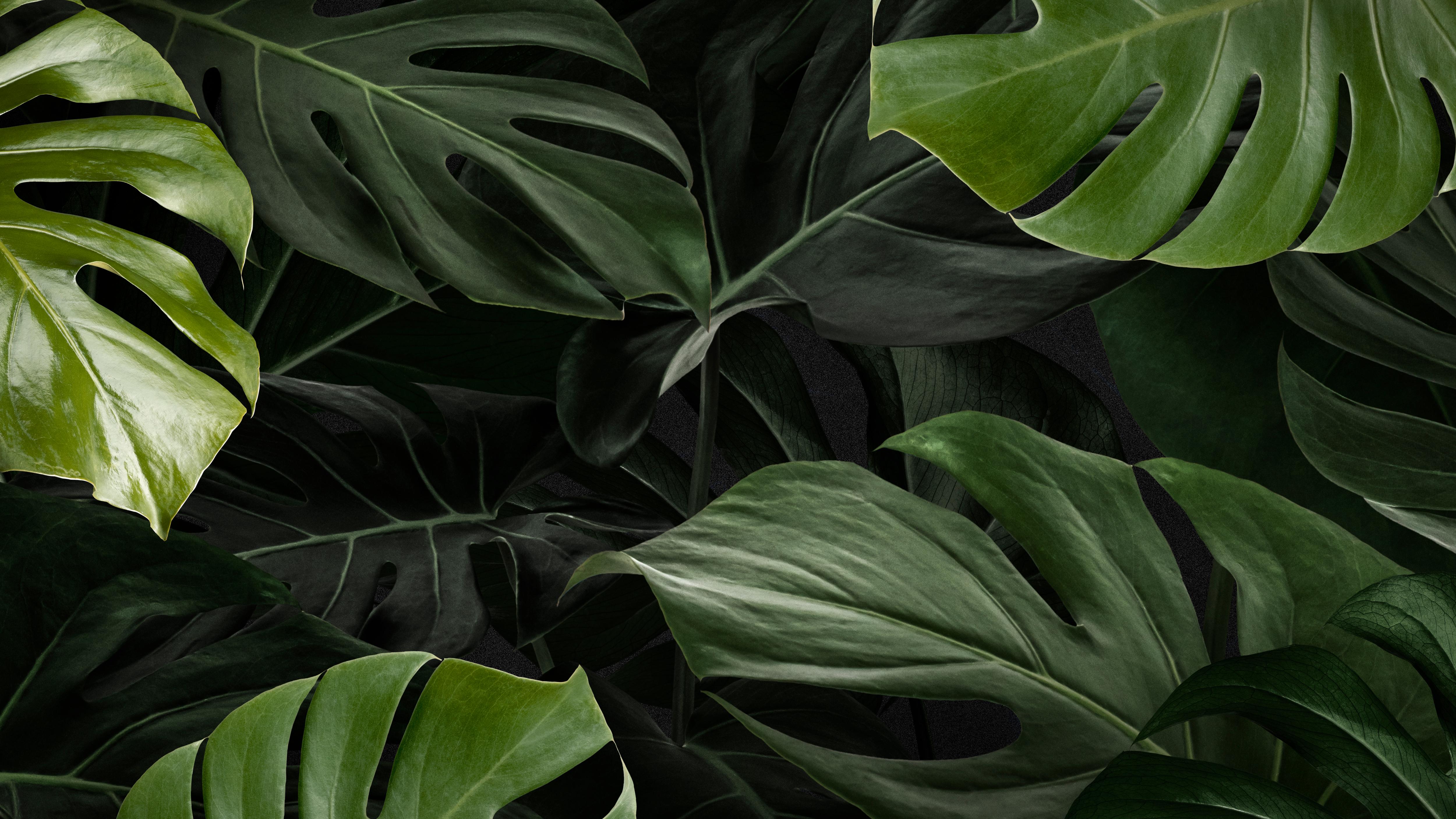 Guía verde para espacios de trabajo: las mejores plantas para tu oficina