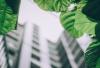 La arquitectura biomimética o el uso de la naturaleza como inspiración