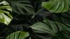Green Guide for Workspaces: The Best Plants for Your Office